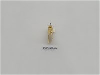 藏品(尺蠖蛾科)的圖片